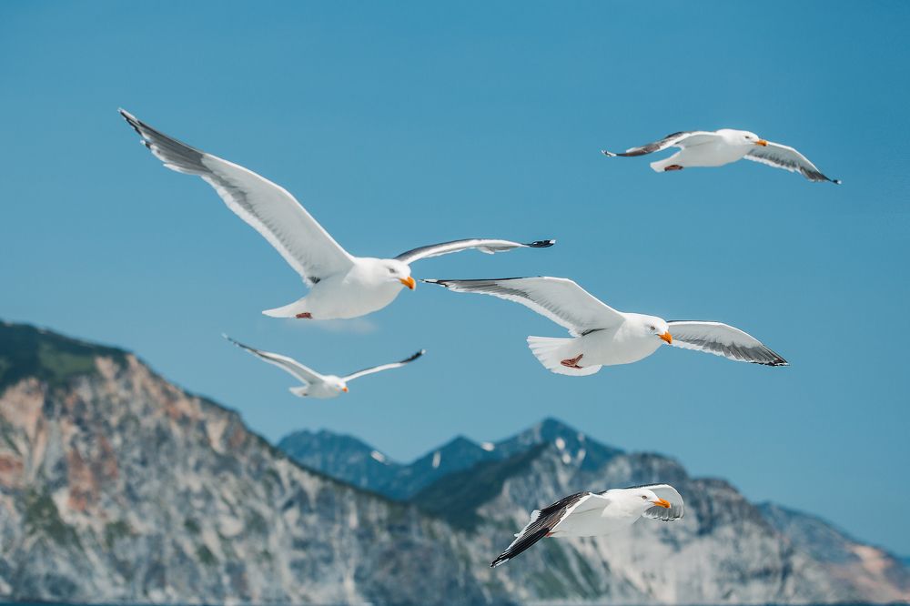 Photograph by Романова Марина