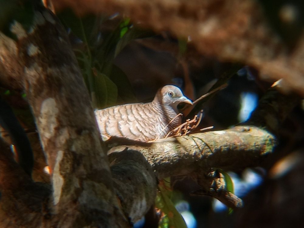 Zebra dove