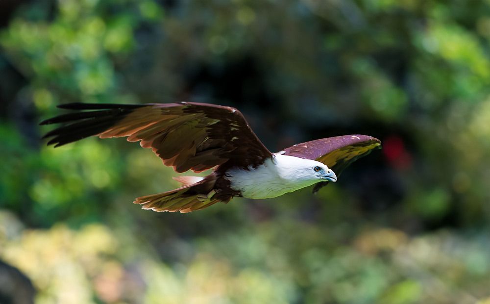 Photograph by Celis Norman