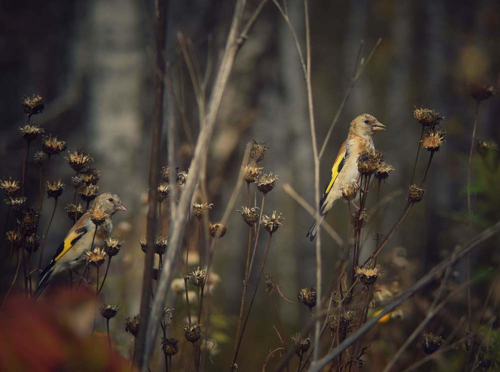 Photograph by Митюшкова Алёна