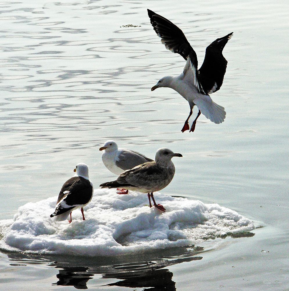 Здравствуйте соседи!