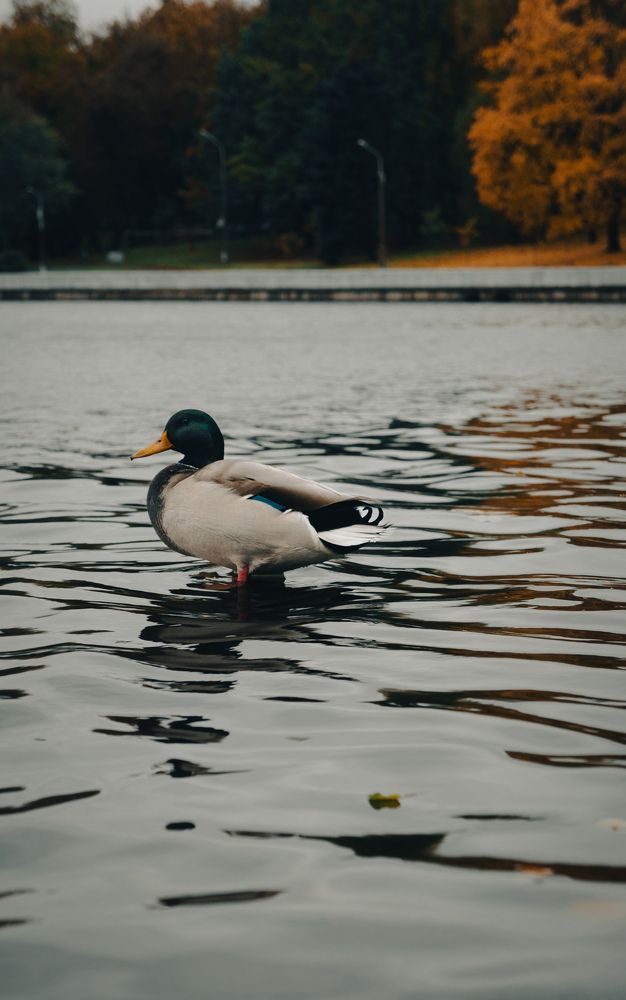 Фотография автора Геннадий Ломеко