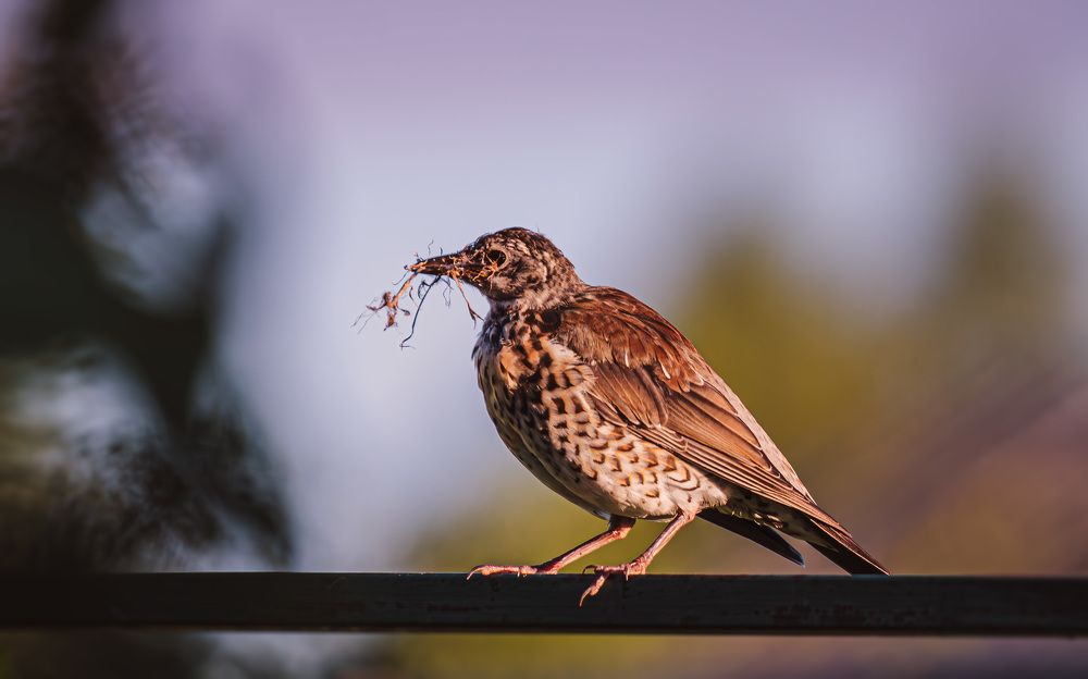Photograph by Зеленько Дмитрий