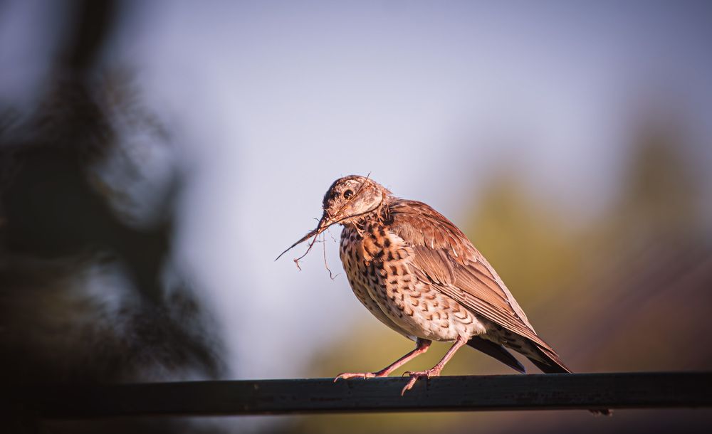 Photograph by Зеленько Дмитрий