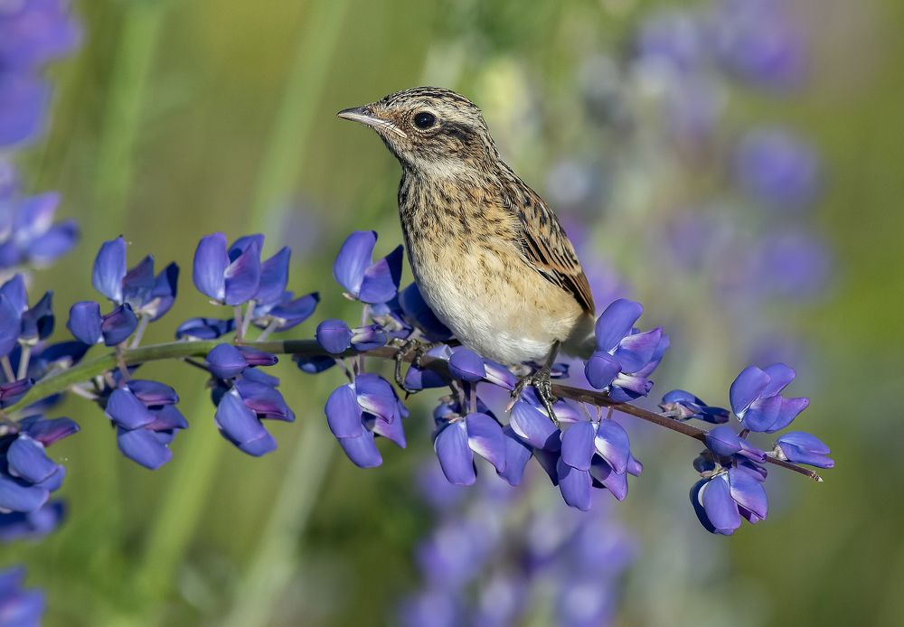 Слёток лугового чекана