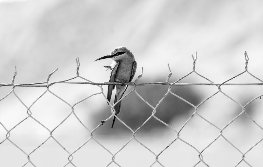 Фотография автора Sajeev Krishnan