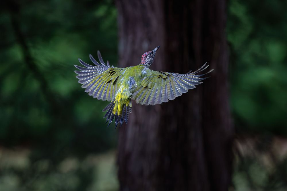 Зеленый дятел