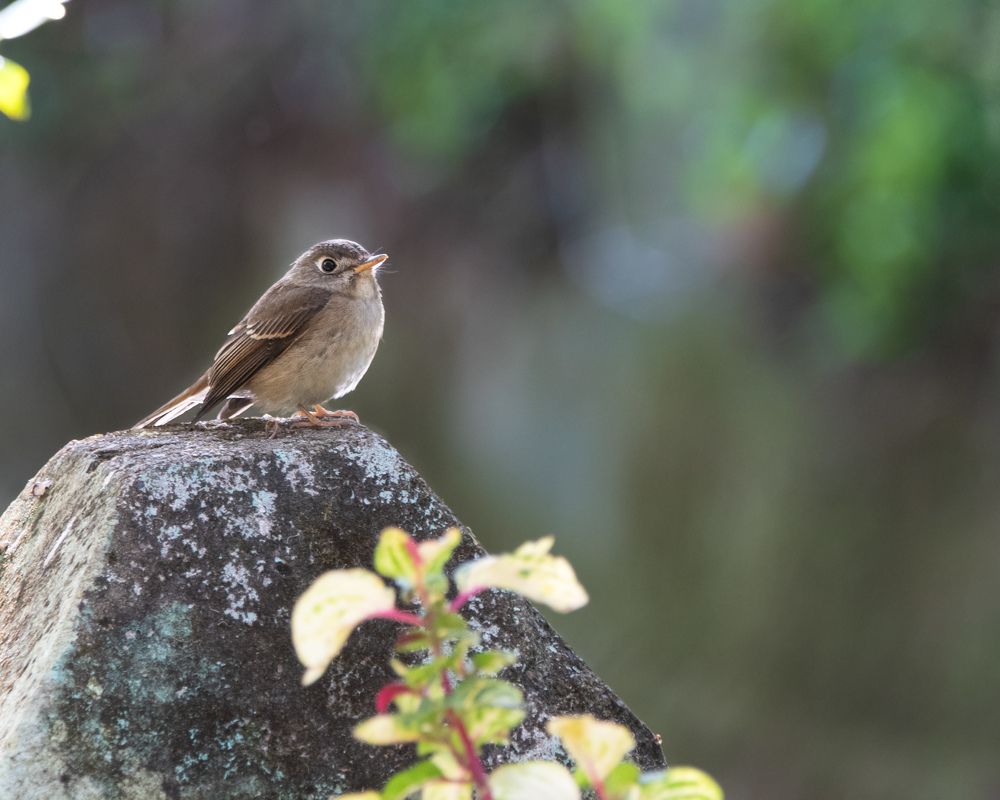 Photograph by Nandhakumar Velumani