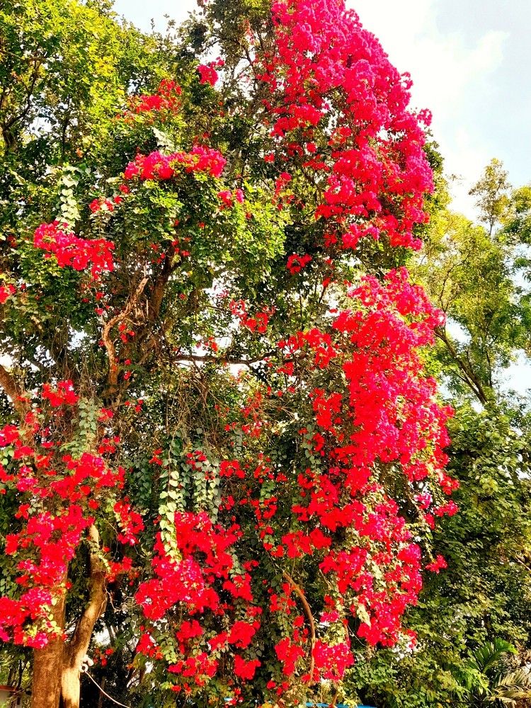 Photograph by MADHU KRISHNA