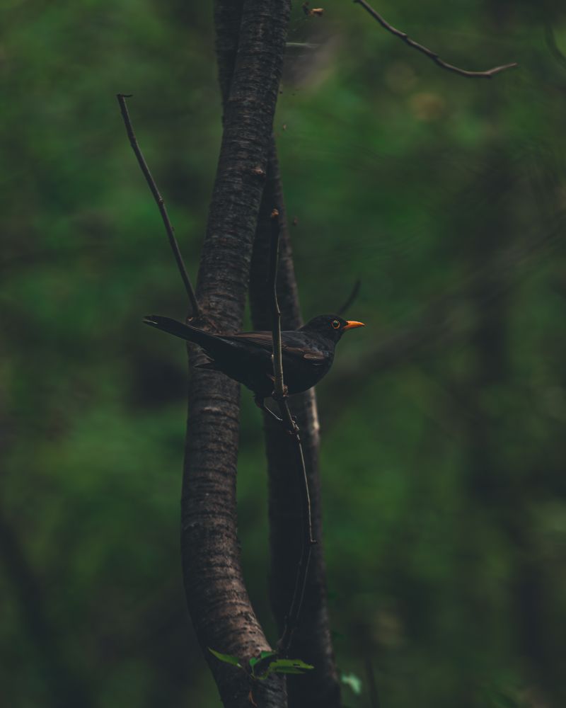 Photograph by Роман Колмыков