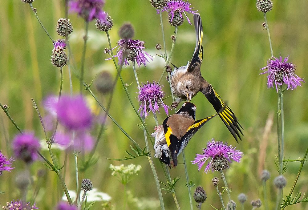 Photograph by Широких Александр