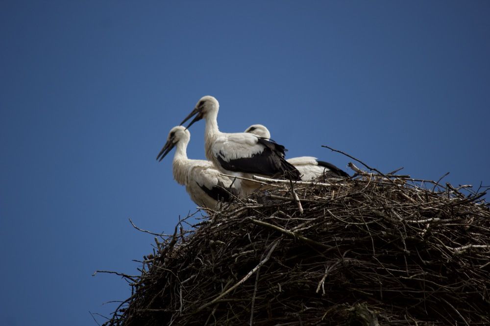 Photograph by Лариса Белашова