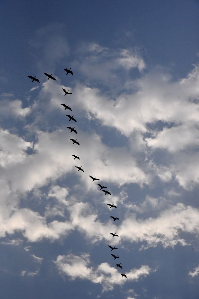 Фотография автора Aryaman Dhiman