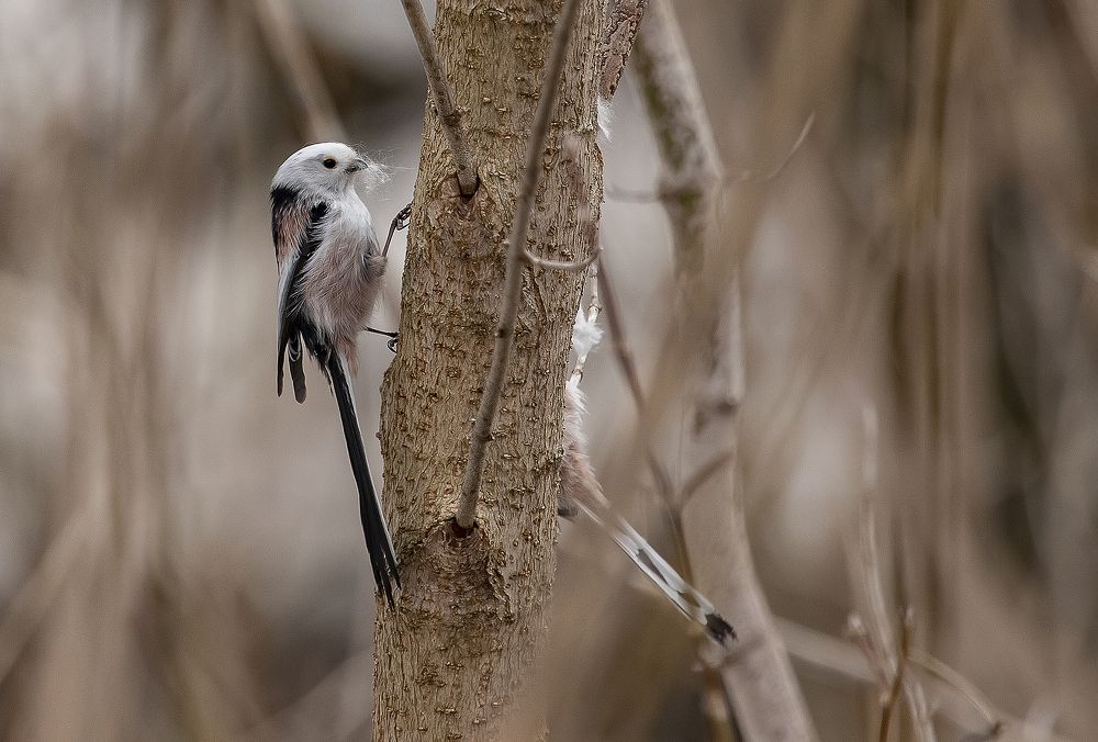 Фотография автора Широких Александр