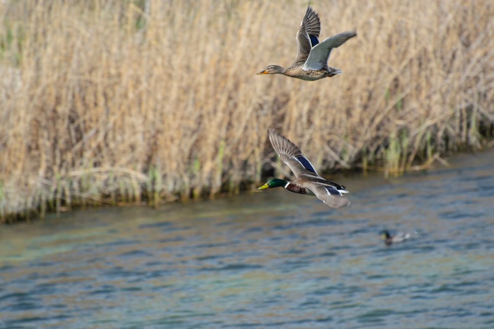 Photograph by Алексей Мордвишин