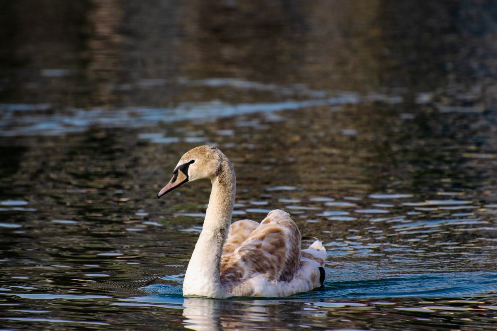 Photograph by Алексей Мордвишин