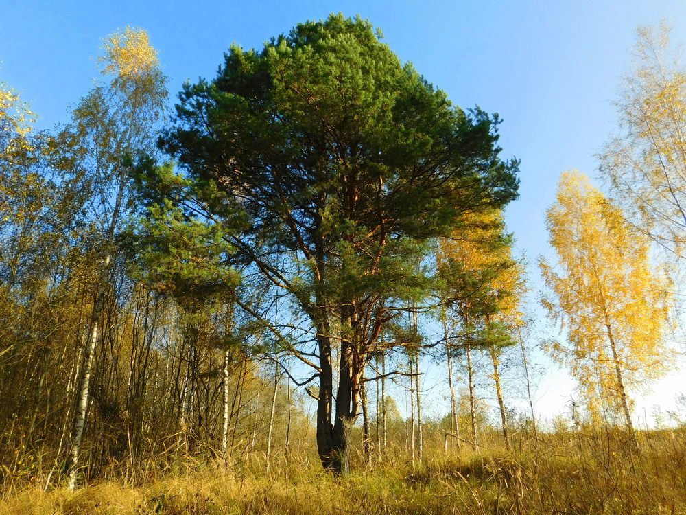 Photograph by Оксана Демидова