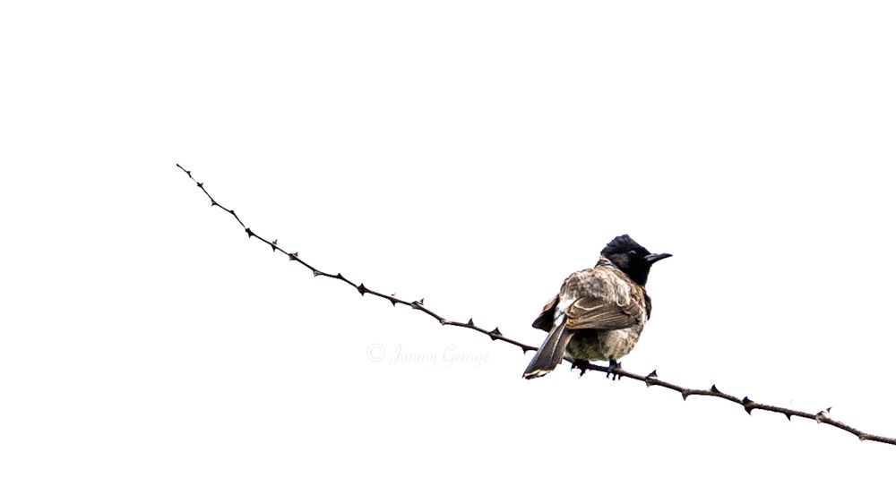 Photograph by Jimmy George