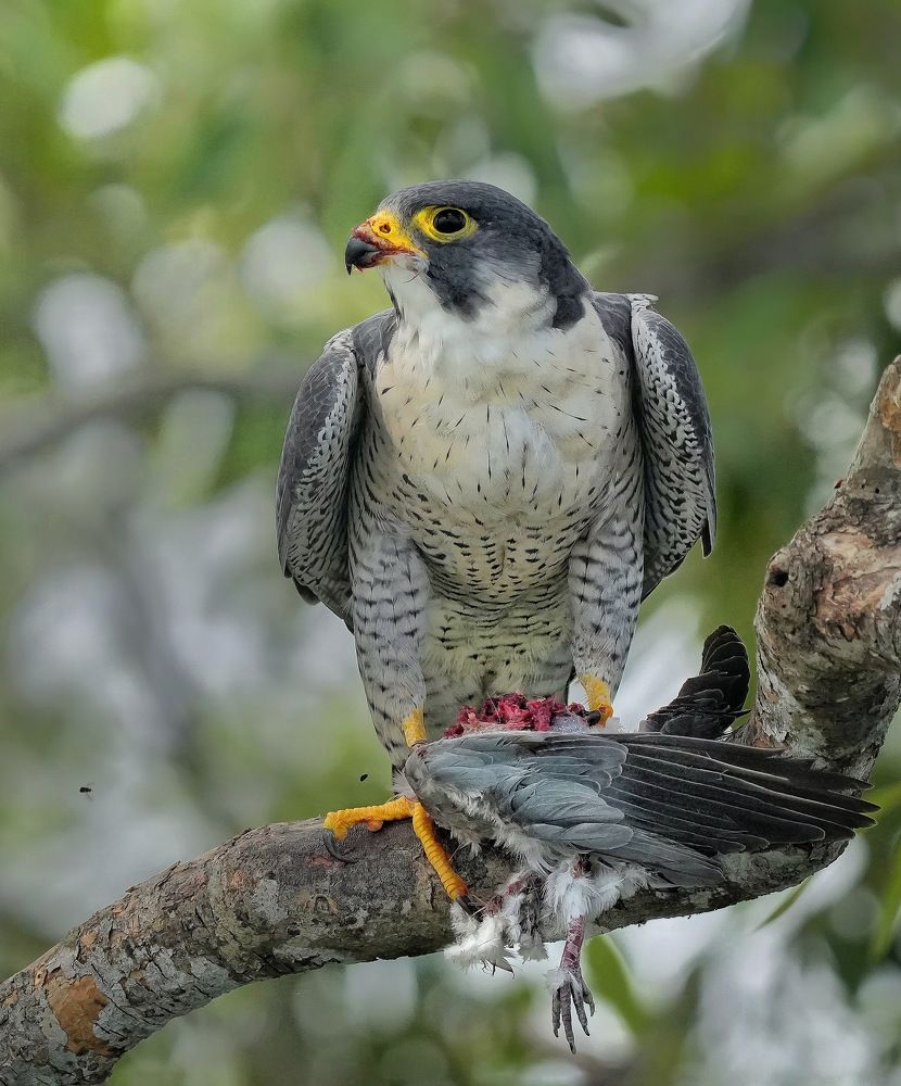 Photograph by Debtanu Baidya