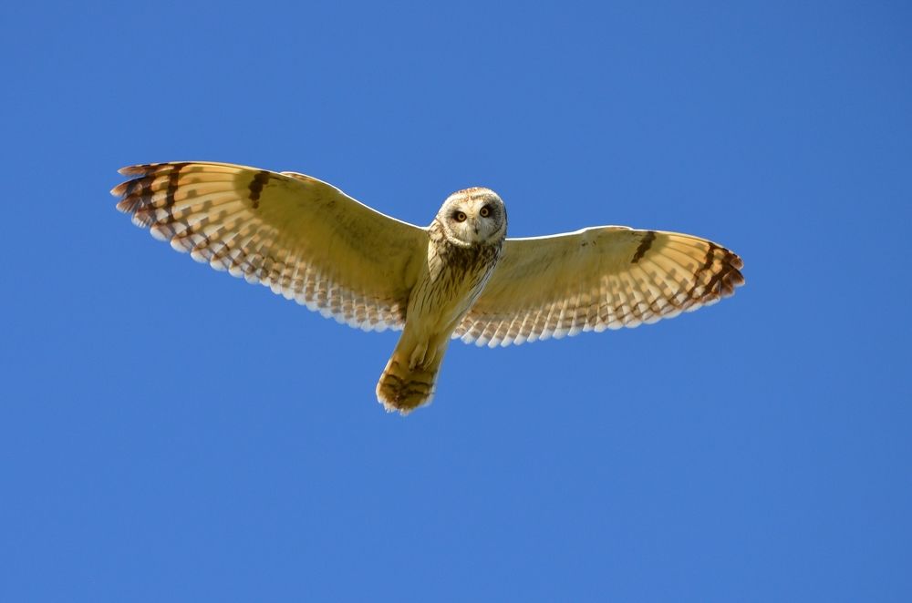 Photograph by Галина Катанова