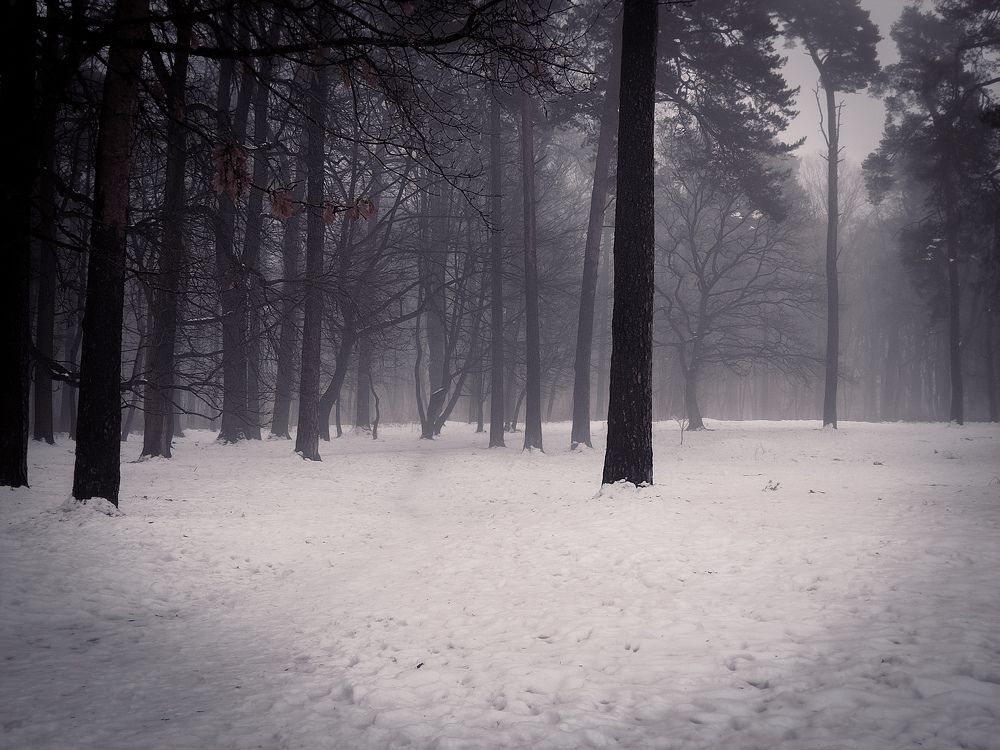 Photo #11083121