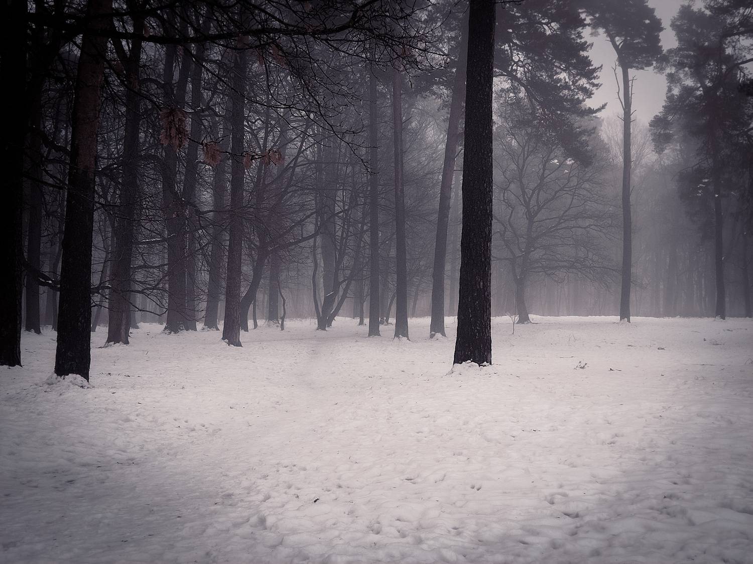 Photo #11083121