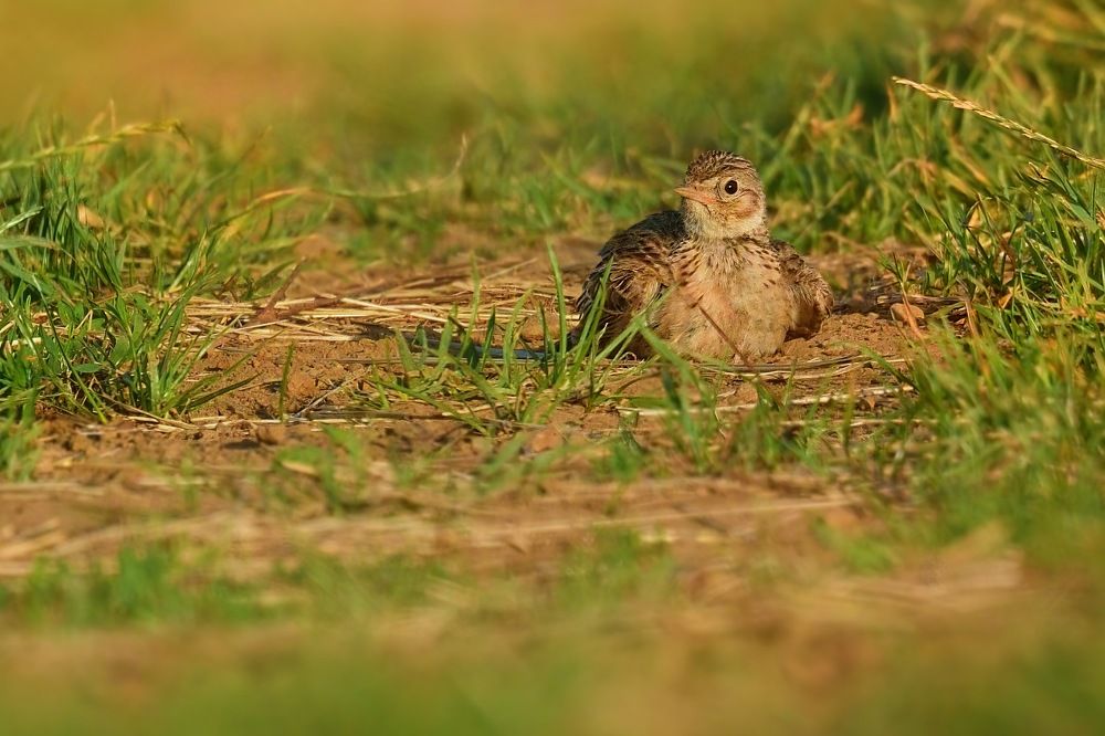 from the life of larks