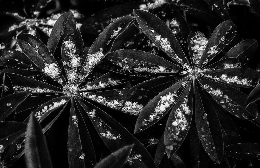 Photograph by Юлия Лушникова