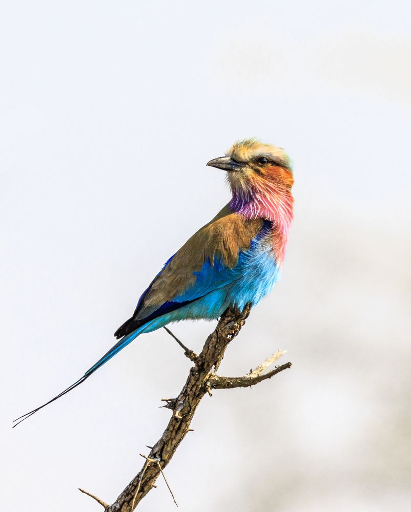 Photograph by Ken Stavrou