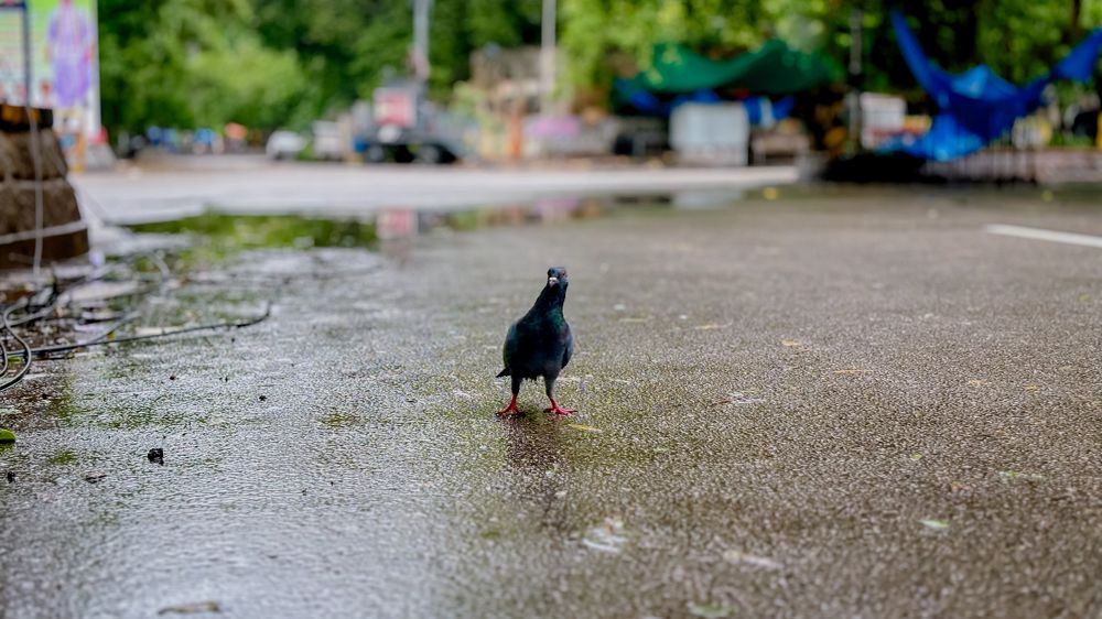 Photograph by Venu Peyyala