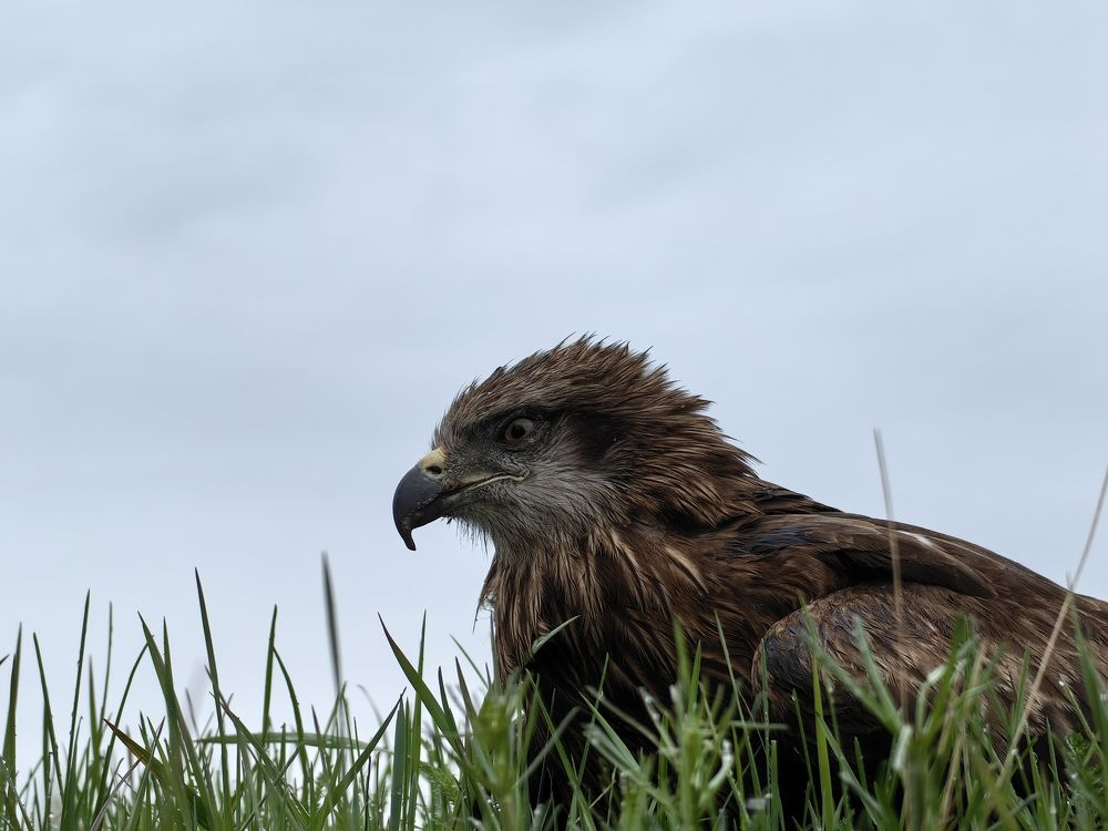 Photograph by Сергей Гриднев