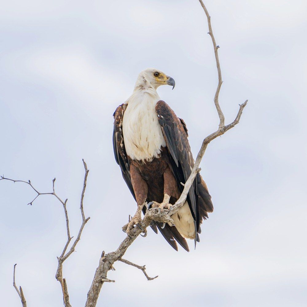 Фотография автора Елена Кабенкина