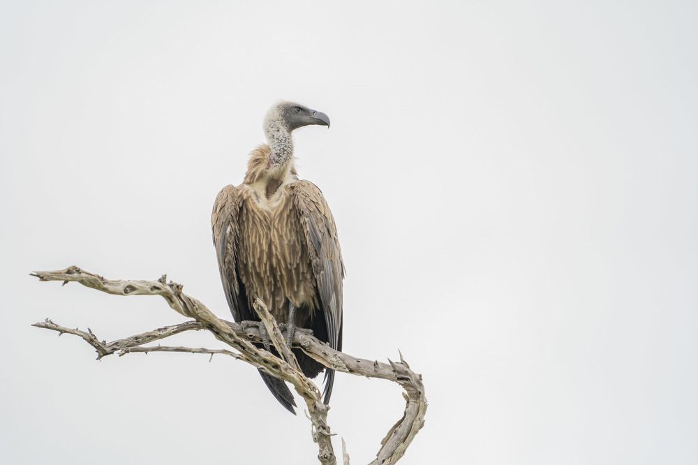 Фотография автора Елена Кабенкина