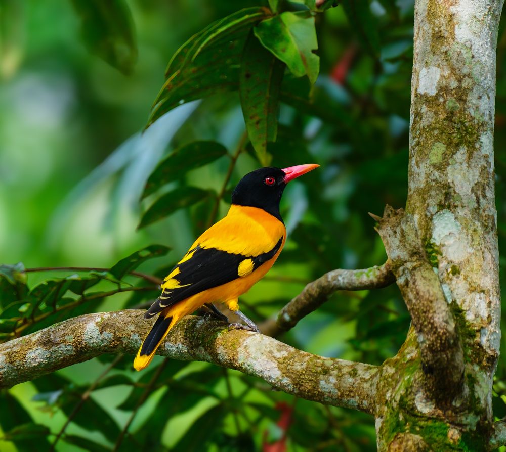 Photograph by Vaisak M S