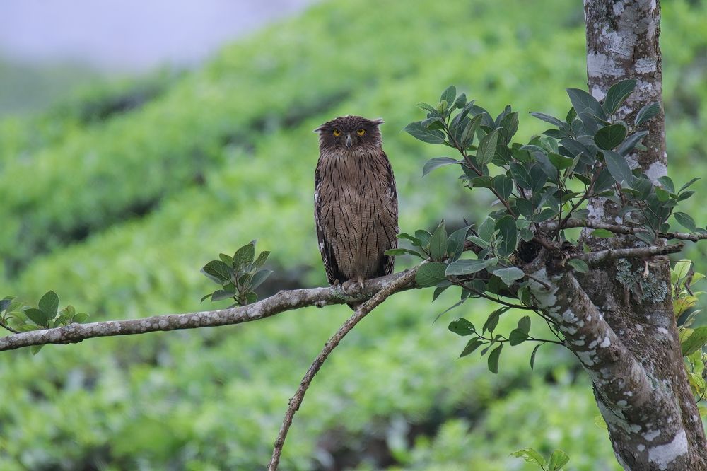 Фотография автора Gokul K. U