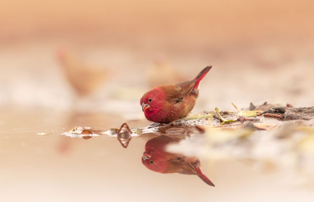 Photograph by Silvia Ribeiro