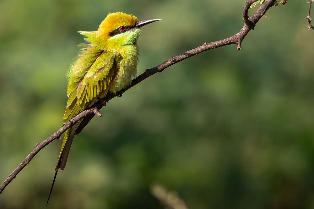 Фотография автора Kirtesh Mahant