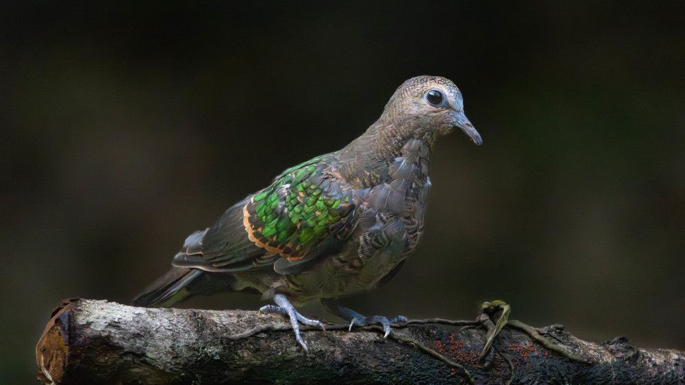 Photograph by Mahesh Kumar V Kolekar