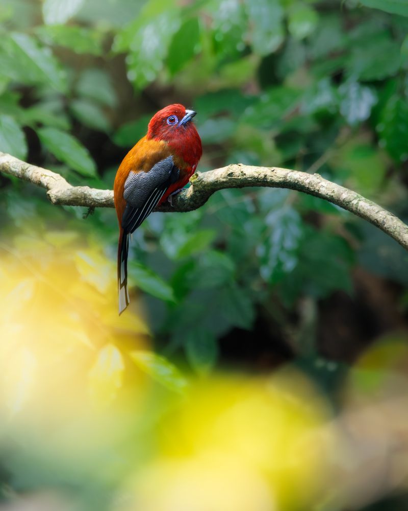 Фотография автора Rajarshi Roy