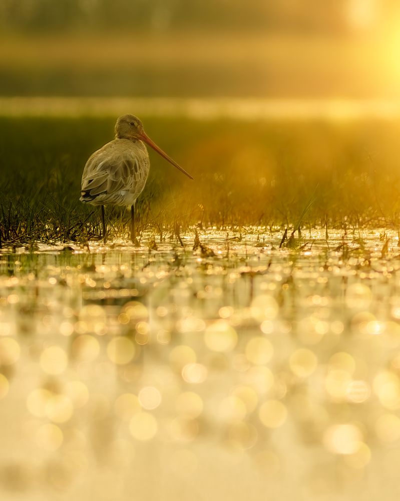 Фотография автора Rajarshi Roy