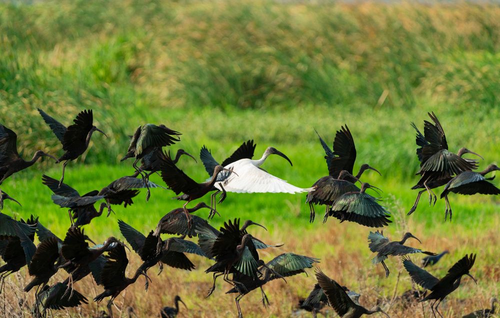 Photograph by Vaisak M S