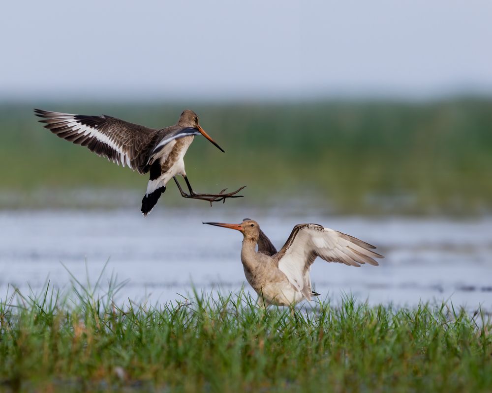 Photograph by Rajarshi Roy