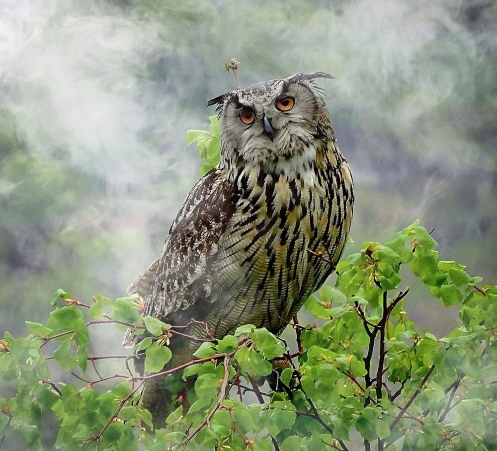 Встреча в тумане.