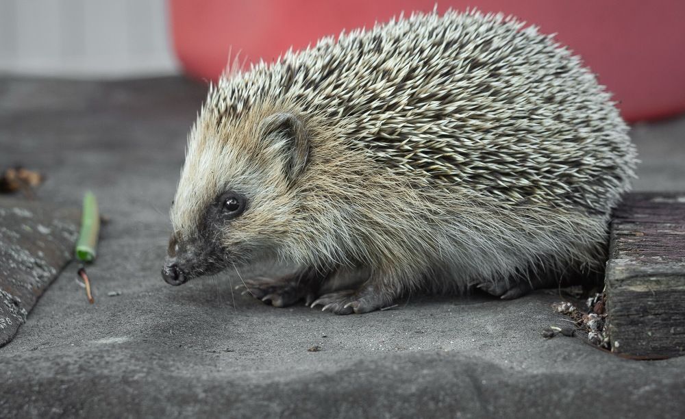 Young Hedgehog on old roofing felt
