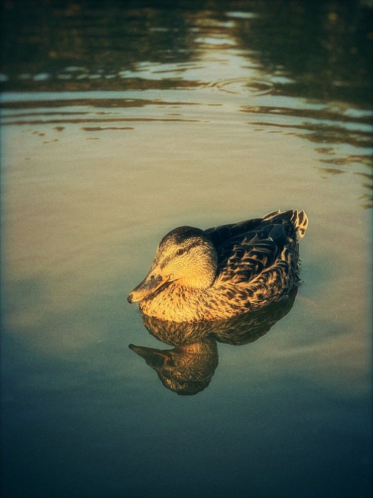 Фотография автора Дарья Викторова
