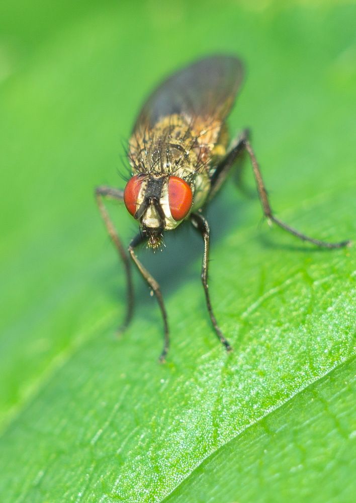 Flower fly located on a green leaf