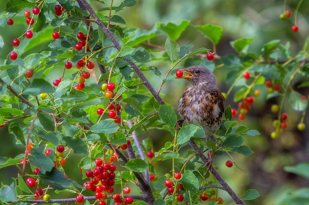Фотография автора Alexander Pashenichev