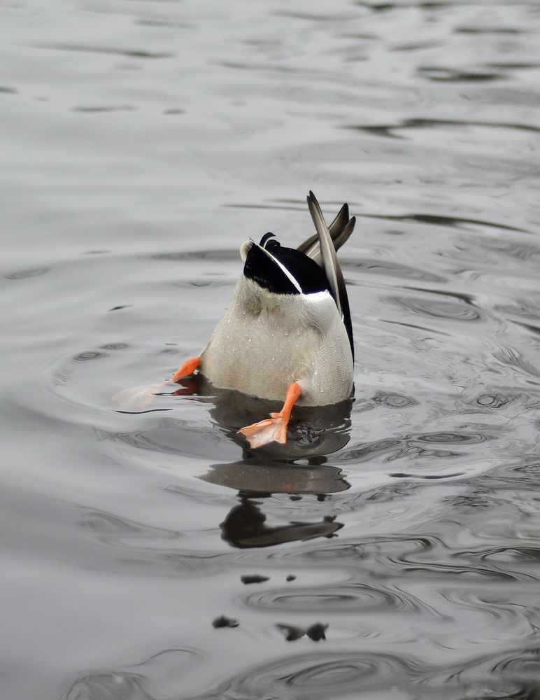 Photograph by Юлия Сидорова