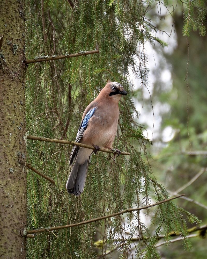 Photograph by Юлия Сидорова