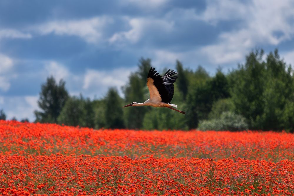 Фотография автора Alexander Pashenichev